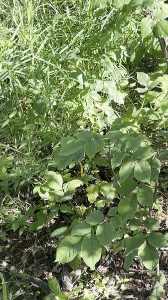 Friends of Wildwood Lake Nature Center, Inc. photo 2