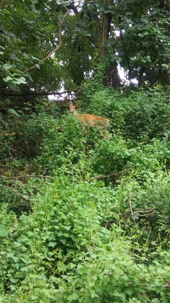 Friends of Wildwood Lake Nature Center, Inc. photo 5