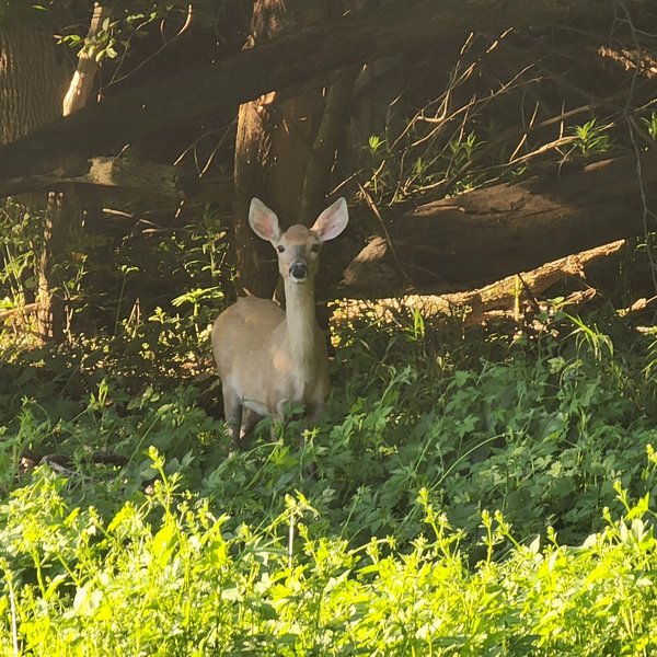Friends of Wildwood Lake Nature Center, Inc. photo 6