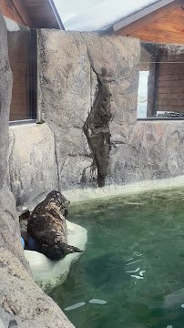 Harbor Seal Exhibit
