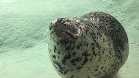 Harbor Seal Exhibit photo 2
