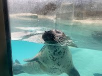 Harbor Seal Exhibit photo 3