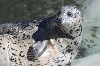 Harbor Seal Exhibit photo 4