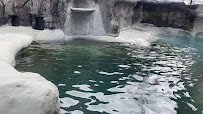 Harbor Seal Exhibit photo 5