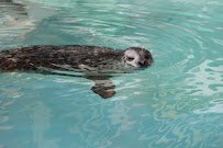 Harbor Seal Exhibit photo 6