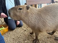 Mitchell's Petting Zoo & Exotics photo 2