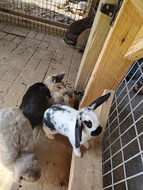 Mitchell's Petting Zoo & Exotics photo 3