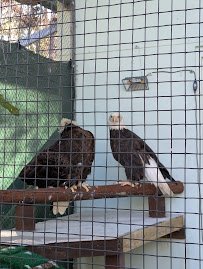 Raptor Aviary @ The Calusa Nature Center & Planetarium
