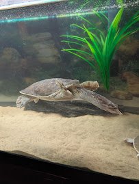 Raptor Aviary @ The Calusa Nature Center & Planetarium photo 3