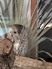Raptor Aviary @ The Calusa Nature Center & Planetarium photo 4