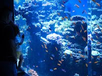 Birch Aquarium photo 5