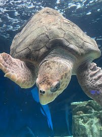 Birch Aquarium photo 6