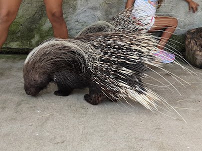 Wild Acres Hands-on Animal Experience - Reservation Required photo 4