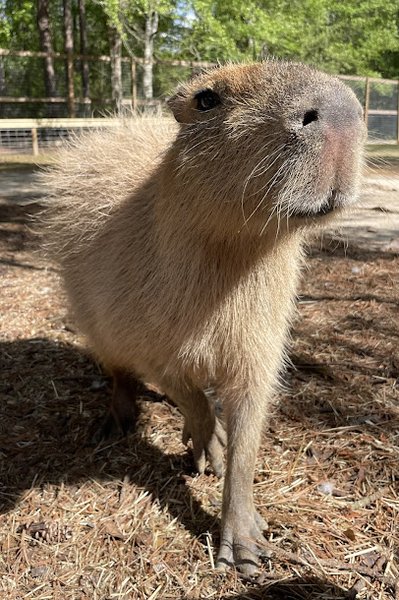 Wild Acres Hands-on Animal Experience - Reservation Required photo 5