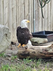 Saginaw Children's Zoo photo 3
