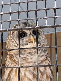 Saginaw Children's Zoo photo 4