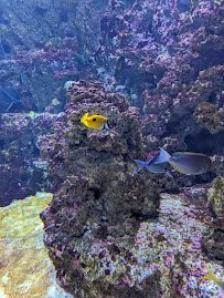Sobela Ocean Aquarium photo 3