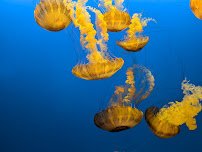 Sobela Ocean Aquarium photo 4