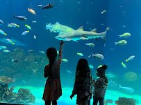 Sobela Ocean Aquarium photo 5
