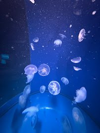 Sobela Ocean Aquarium photo 6