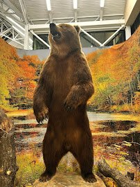 Scheels' Aquarium photo 6