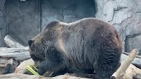 Grizzly Crossing photo 2