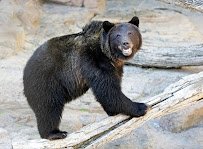 Grizzly Crossing photo 5
