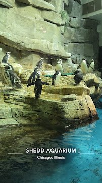 Shedd Aquarium photo 6