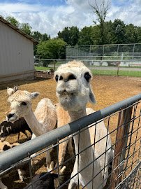 Zootastic Park photo 5