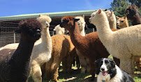 Alpacas of Oregon