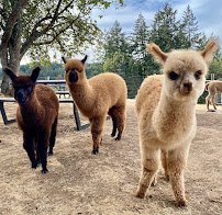 Alpacas of Oregon photo 3