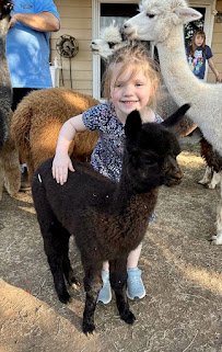 Alpacas of Oregon photo 4