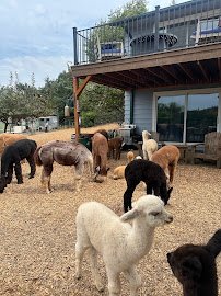 Alpacas of Oregon photo 5