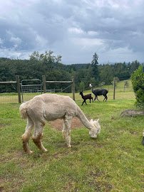 Alpacas of Oregon photo 6