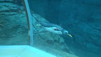 Polk Penguin Conservation Center photo 2