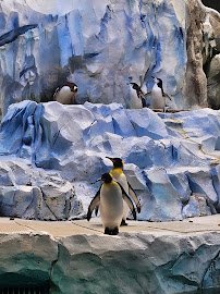 Polk Penguin Conservation Center photo 4