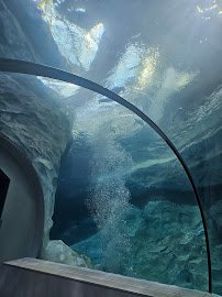 Polk Penguin Conservation Center photo 5