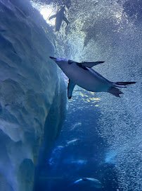Polk Penguin Conservation Center photo 6