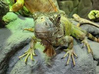 East Idaho Aquarium photo 4