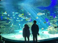 Ripley's Aquarium of the Smokies