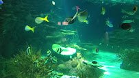 Ripley's Aquarium of the Smokies photo 2