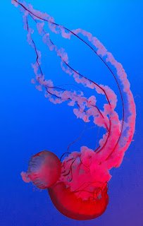 Ripley's Aquarium of the Smokies photo 3