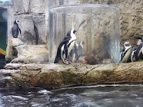 Ripley's Aquarium of the Smokies photo 4