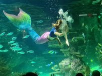 Ripley's Aquarium of the Smokies photo 5