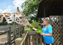 Wild Adventures photo 4