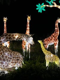 Giraffe Overlook photo 6