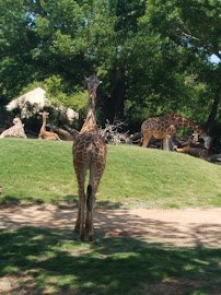 General Store at Fort Worth Zoo