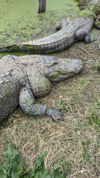 East Texas Gators and Wildlife Park