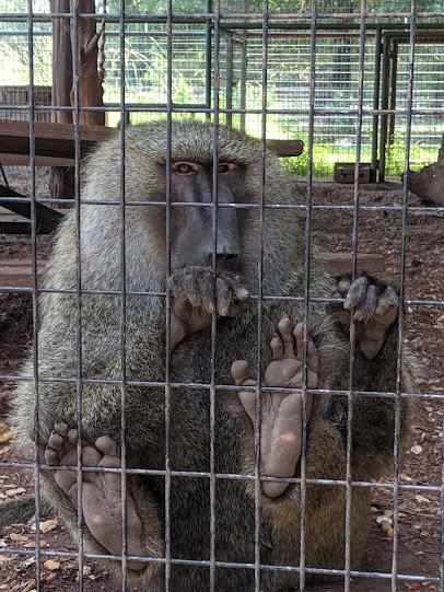 East Texas Gators and Wildlife Park photo 6