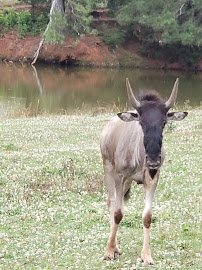 Lake Hartwell Wildlife Safari Park